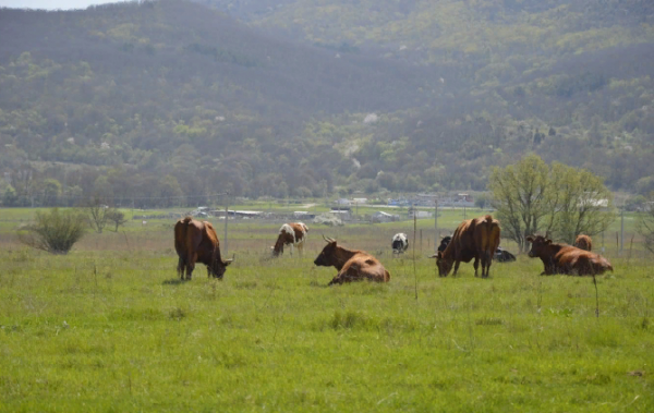 Севастопольские коровы на зелёных лугах