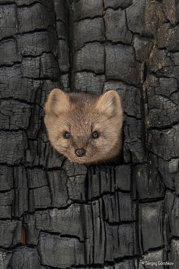 Комичные фото дикой природы, где всё решило одно удачное мгновение когда, Автор, Симоны, УилсонаФотография, НиссенбаумаФотография, Марка, ДоудсаФотография, Майкла, АрнольдаФотография, Кента, ХайнрихФотография, ПескантиниФотография, ТримомаФотография, Энрико, КэткартаФотография, Джорджа, РальфаФотография, Клинта, ФостерФотография, Лавек