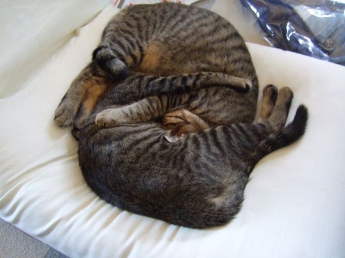 Смешные и просто красивые фотографии кошек (136 фото)