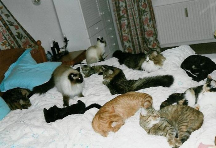 Смешные и просто красивые фотографии кошек (136 фото)