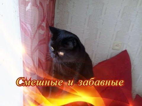 Животные для позитивного настроения