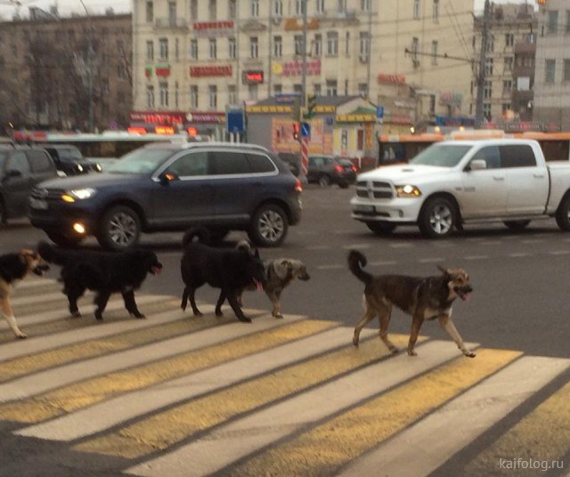 Русские приколы и маразмы на дорогах юмор