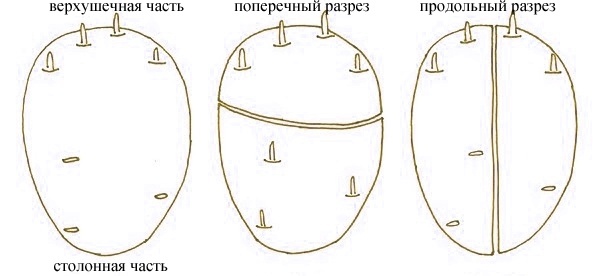 Кольцевой надрез клубня. Фото с сайта ya-fermer.ru