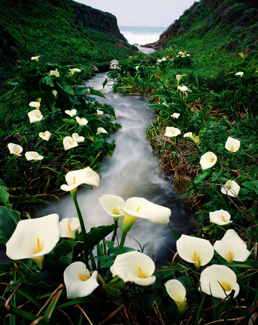 Цветы каллы в калифорнийской долине. Фото