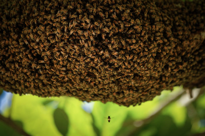  В Бразилии погибло полмиллиарда пчел в течение трех месяцев