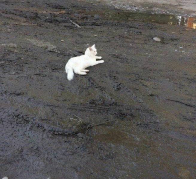 Подборка картинок. Вечерний выпуск  приколы,смешные картинки,юмор