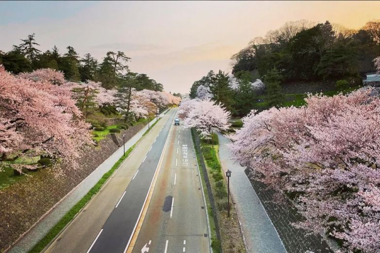 Сакура в Японии зацвела в рекордно ранние сроки зафиксирован, время, Киото, марта, цветет, всего, лепестки, отпадают, несколько, Самое, Сакура, примерно, тогда, рекорд, Ранее, нашей, минимум, произошел, семьдесять, через