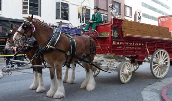 лошадь фотобомбит фотографию девочки 