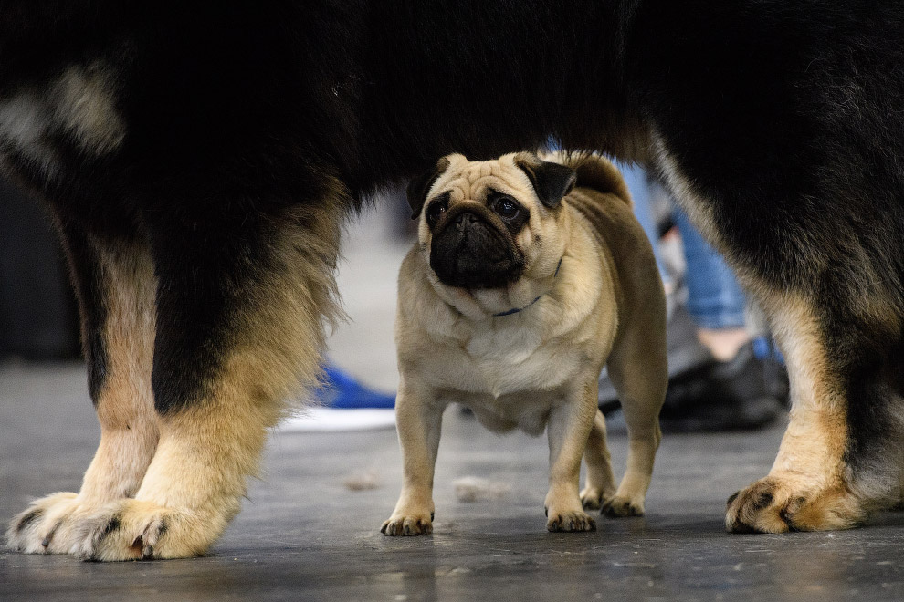 Crufts Dog Show 2018: как прошла крупнейшая в Европе выставка собак