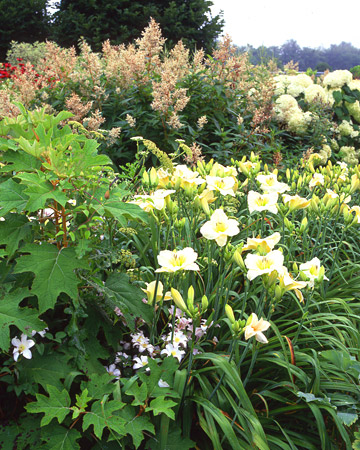 wild-garden-inspiration-flowers7.jpg wild-garden-inspiration-flowers7.jpg
