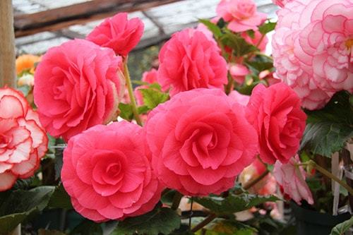 Уход и выращивание бегонии в домашних условиях Уход и выращивание бегонии в домашних условиях комнатные растения,полезные советы