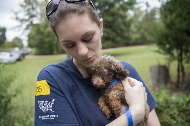 poodle-rescue-puppy-mill-basement-cage-9