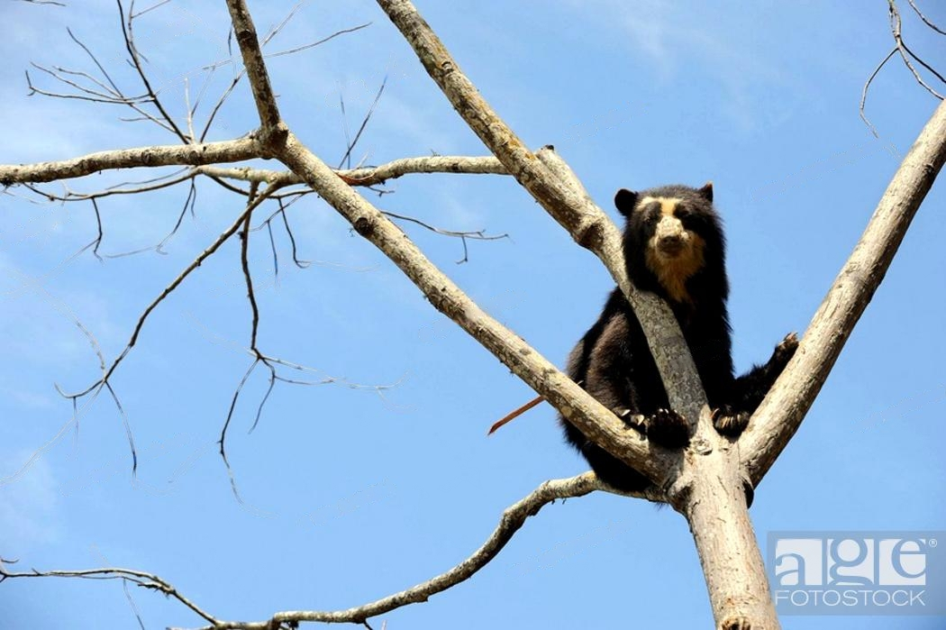 Я птичка-птичка-птичка, а вовсе не медведь! 