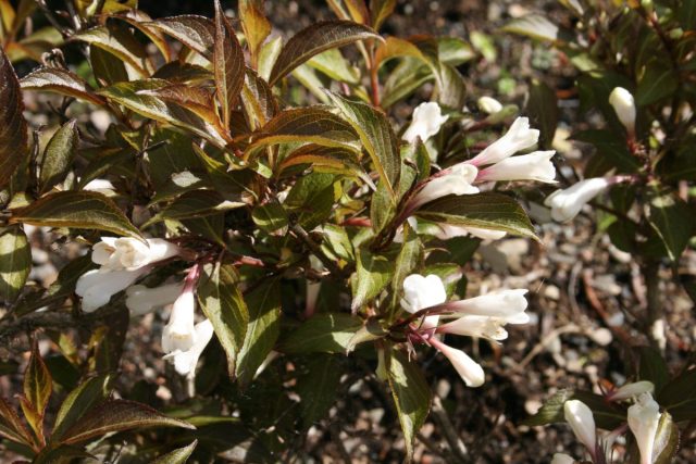 Сорт вейгелы гибридной «Блэк энд Вайт» (Weigela hybrida ‘Black and White’) завораживает контрастом между тёмной листвой и белыми цветками. © Hagen i Holtaunet