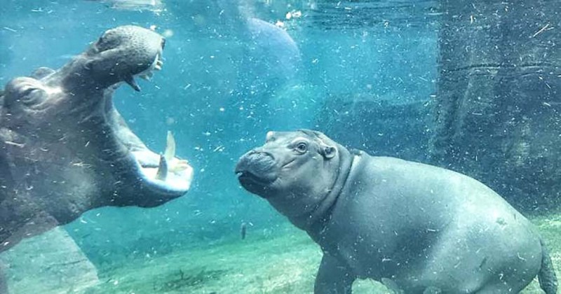 Фиона, гиппопотам, играющий в воде, наполнит ваш день позитивом видео, вода, гиппопотам, животные, милота, позитив