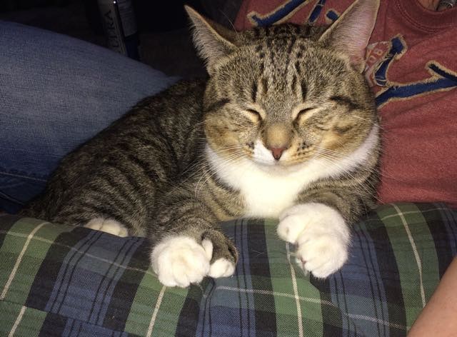 кот с огромными лапами нашел новый дом