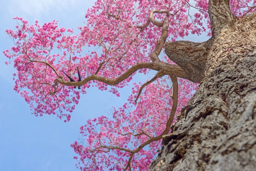 Лучшие фотографии птиц с конкурса Bird Photographer of the Year