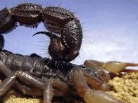 Скорпионы - живая легенда нашей планеты