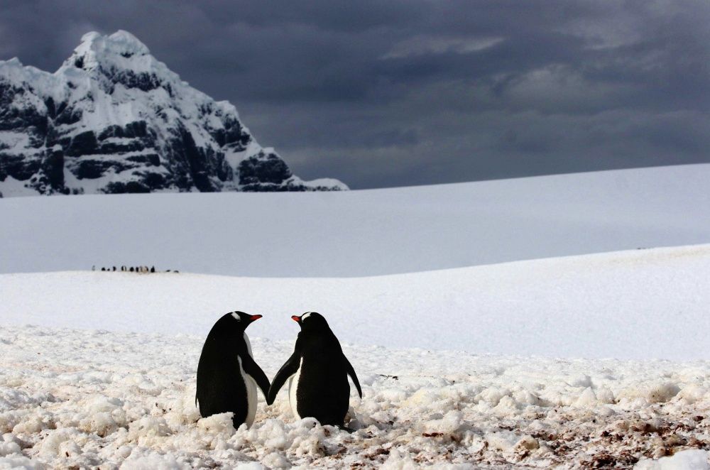 Фотография: Пингвины — это ласточки, которые ели после шести №21 - BigPicture.ru