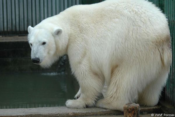 Спасение медвежонка wwf, белый медведь, детки, животные, звери, зверята, малыши, медведи, медвежонок, мимими