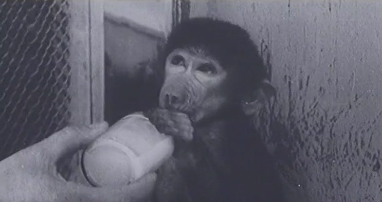 Межвидовой секс в советской науке. Зачем человека скрещивали с шимпанзе?