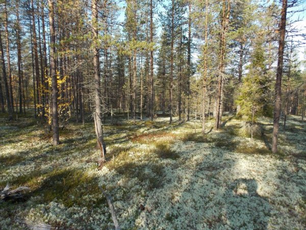 14 дней на Кольском полуострове интересное, остров, отпуск, путешествие, россия