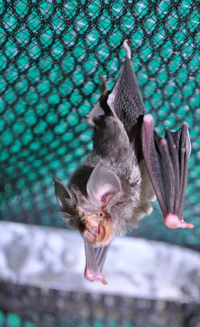 Летучая мышь  Rhinolophus megaphyllus