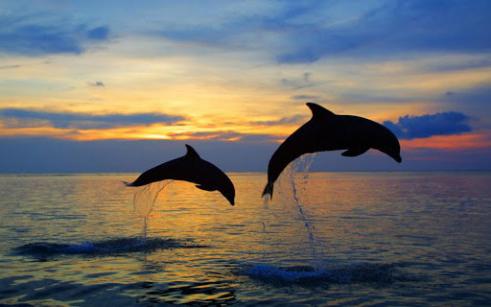 Дельфин черноморский. Виды дельфинов