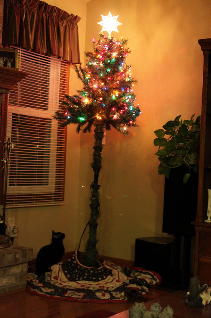 Our Christmas Tree Thanks To The Worlds Highest Jumping Kitten