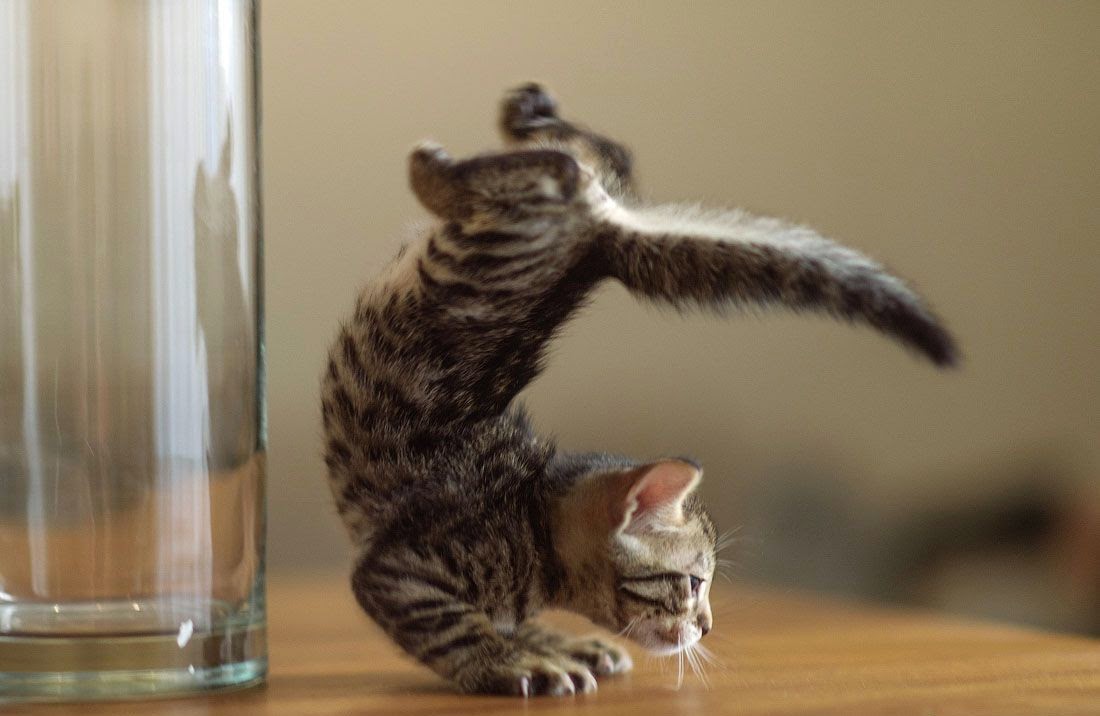 Коты и котята прикольные картинки, поздравлением