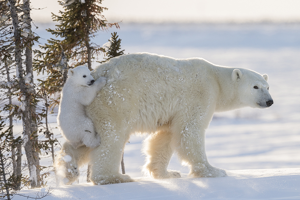 Polar Bear mother with cub