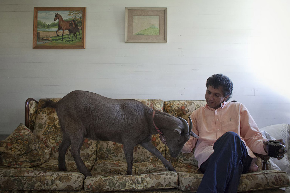 Еще одна домашняя коза по кличке Какао