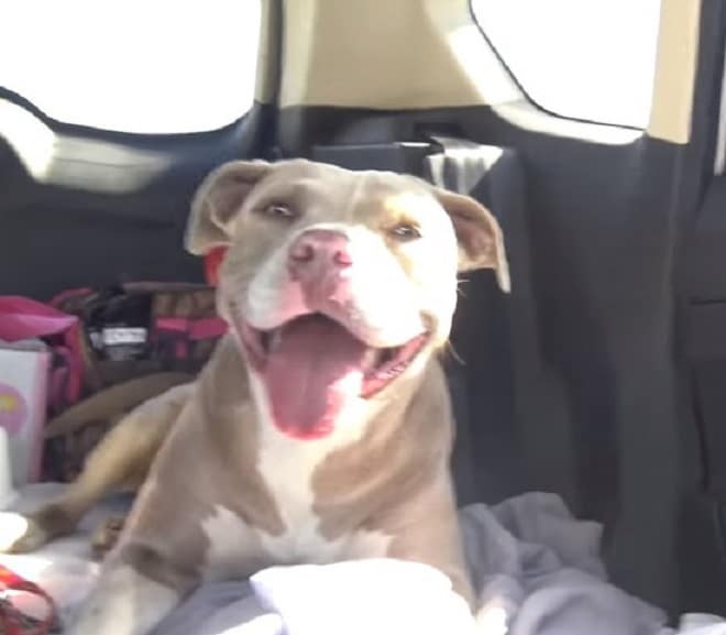 Счастливая собака