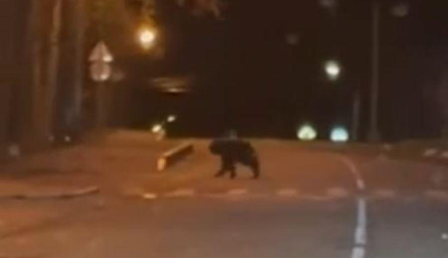 В Красноярске ввели режим угрозы ЧС из-за появления медведя в разных районах города