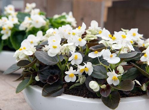 Уход и выращивание бегонии в домашних условиях Уход и выращивание бегонии в домашних условиях комнатные растения,полезные советы