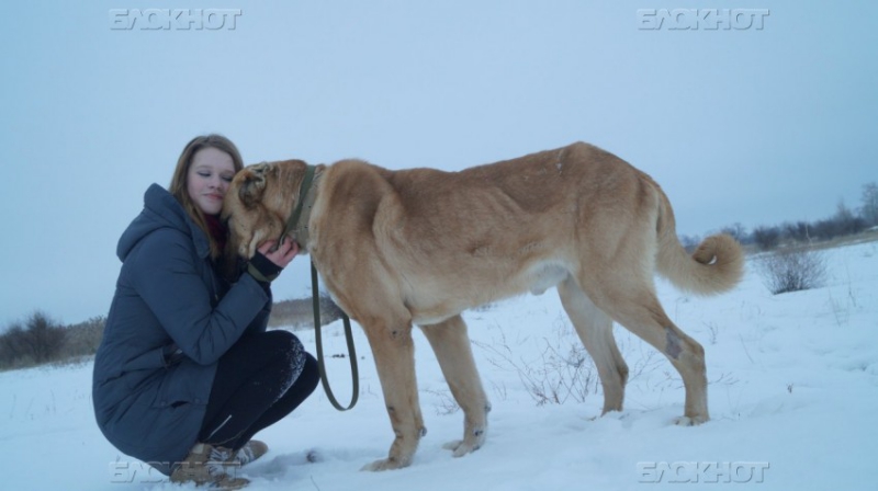 В Волгограде школьница спасла пса, отравленного догхантерами Волгоградская область, алабай, догхантеры, собака