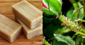 Вот как бороться с тлей, чтобы не навредить цветам: хитрости опытных садоводов Вот как бороться с тлей, чтобы не навредить цветам: хитрости опытных садоводов