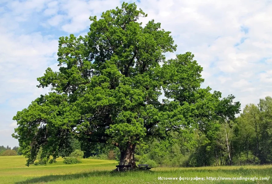 дуб