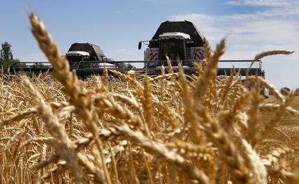 Хлеб-2022: Патрушев, министр, сын друга Путина, и Кацнельсон считают миллиарды