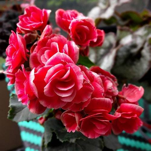 Уход и выращивание бегонии в домашних условиях Уход и выращивание бегонии в домашних условиях комнатные растения,полезные советы