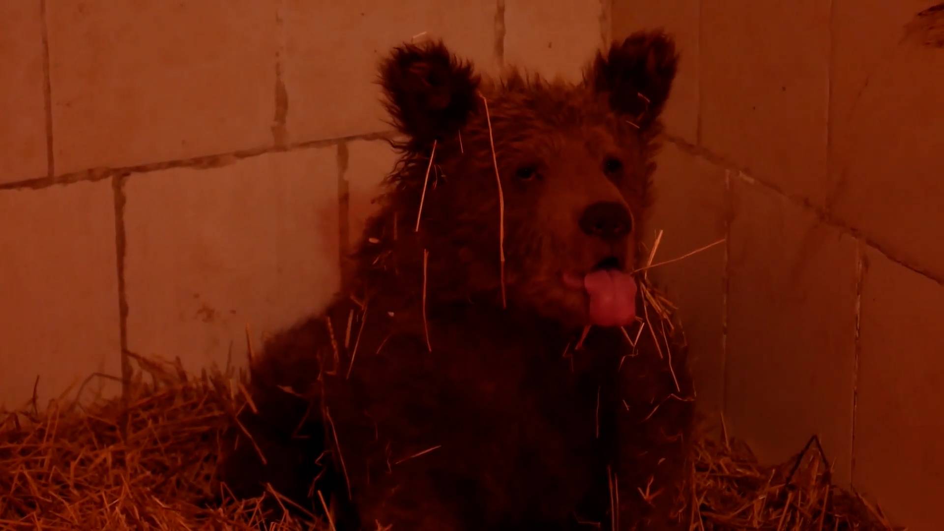 Спасенная челябинскими зоозащитниками медведица готовится к зимней спячке