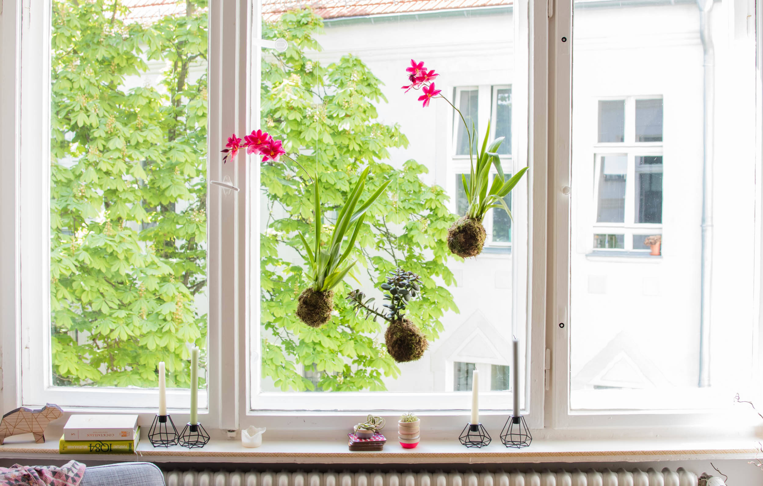 Цветы на подоконнике: 12 идей, как расставить их по правилам декора идеи для дома,комнатные растения
