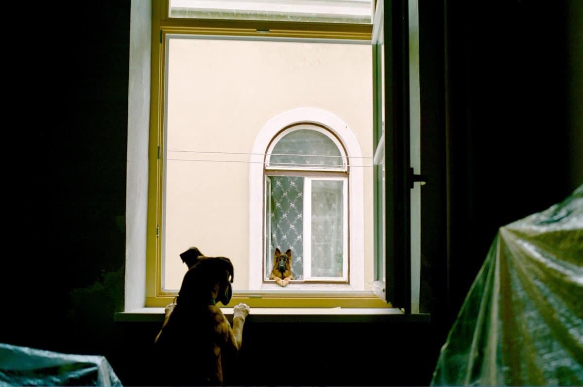 собаки смотрят друг на друга из окна