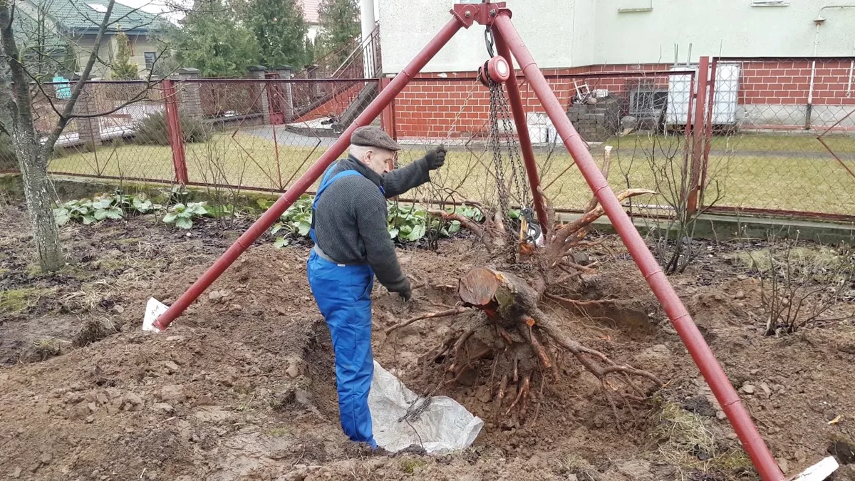 Побеждаем пень на участке: 5 проверенных способов выкорчёвывания Побеждаем пень на участке: 5 проверенных способов выкорчёвывания метод, требует, чтобы, можно, начала, может, времени, слишком, избавиться, будет, терпения, которые, вручную, задача, которая, правильного, процесс, попробуйте, Затем, очень
