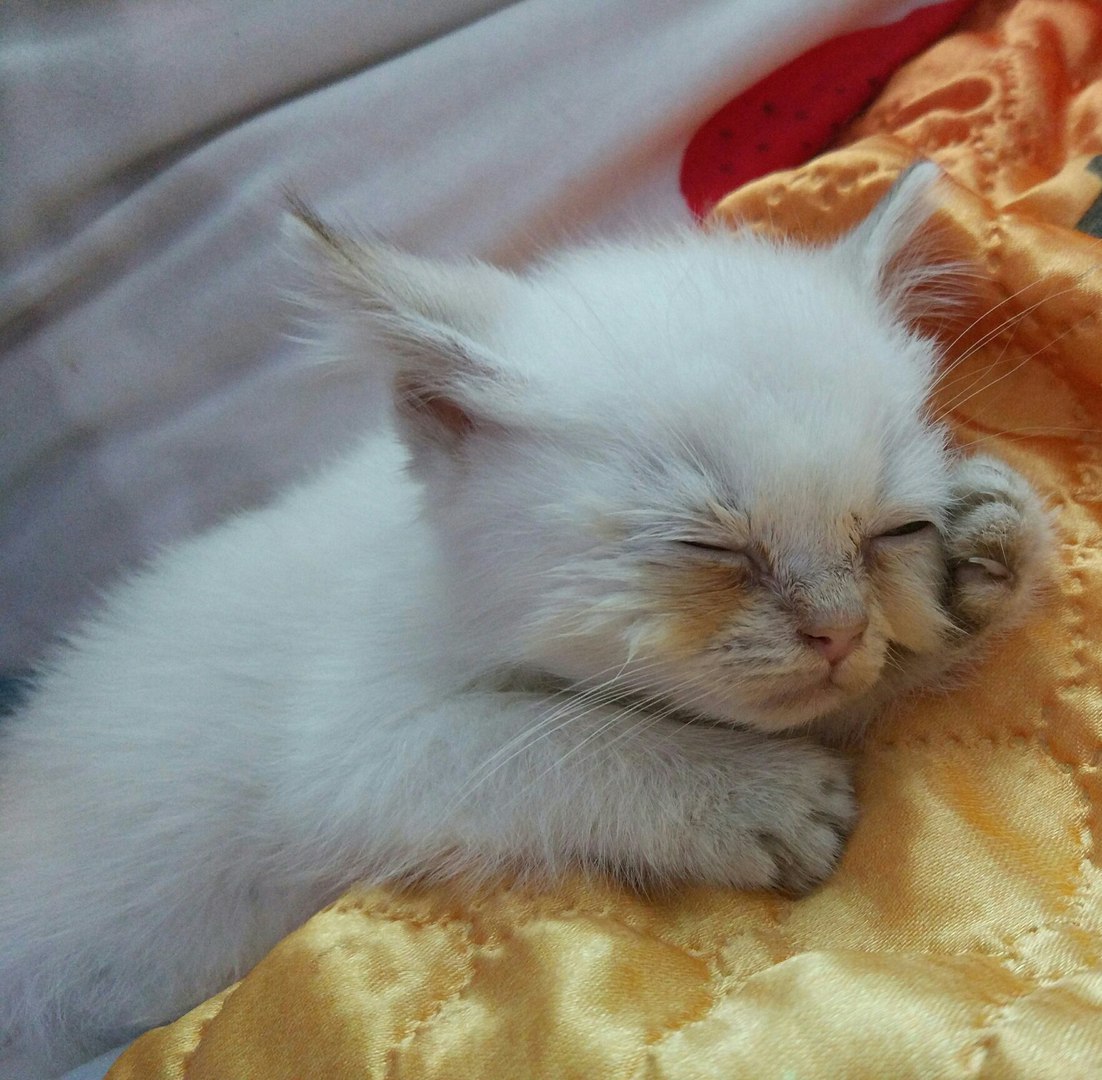 маленький котик тепленький животик спит на мягком кресле
