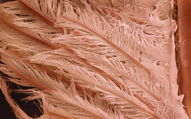 10 фантастических фото привычных вещей в макрообъективе 10 фантастических фото привычных вещей в макрообъективе супер