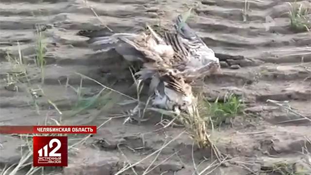 Фото Кладбища Птичьего Ставропольского Края