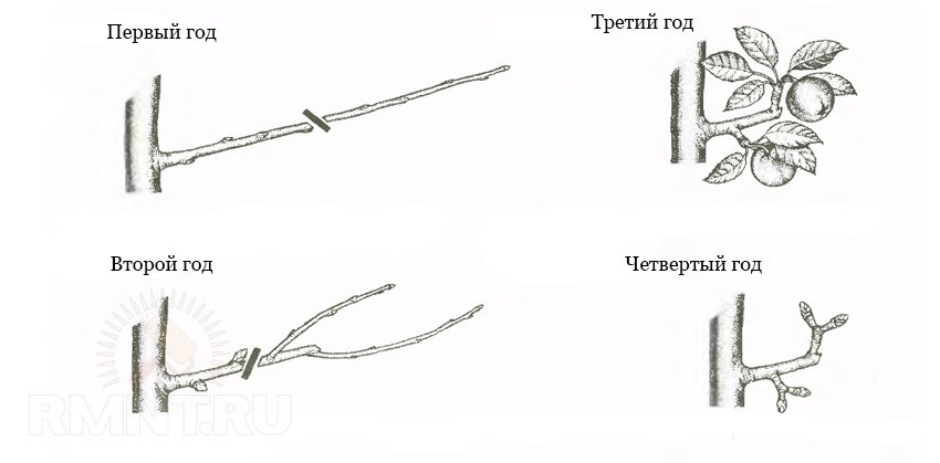 Схема обрезки колоновидной яблони весной