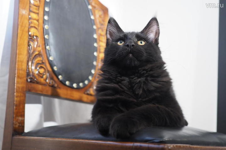 Топ-10 страшных легенд Москвы городские легенды,жизнь,интересное,мистика