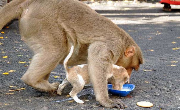 Сначала кормит щенка, а потом лишь думает о себе история, обезьяна, щенок